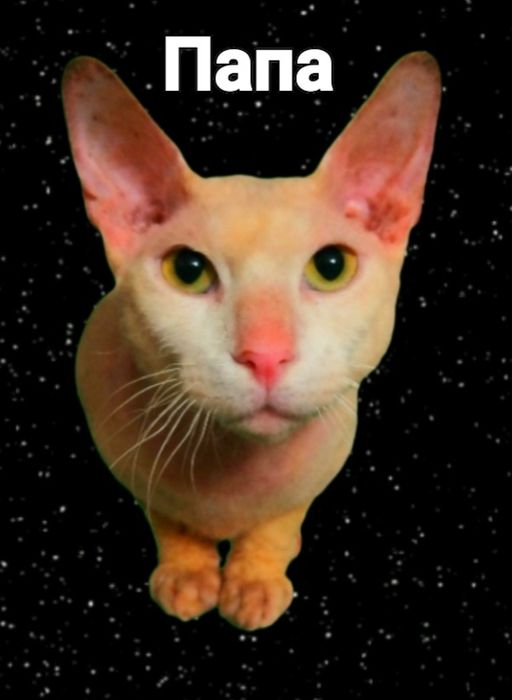 Бронь котята донскова сфинкса родились 10.03