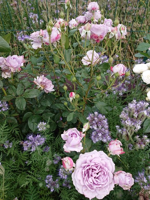 Продам троянди дорослі кущі