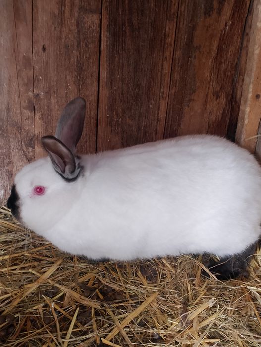 Sprzedam królika samca kc