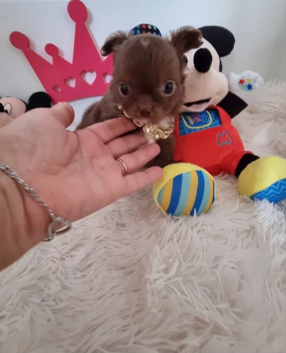 Chihuahua macho  miniatura de pêlo comprido com Pedigree