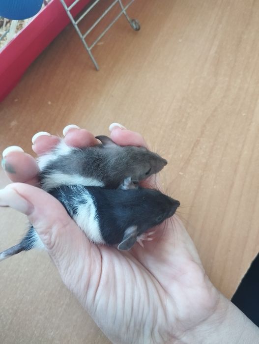 Продаж Крим-дамбо.