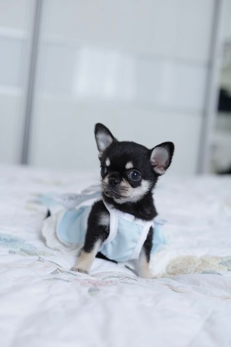 Chihuahua FCI dziewczynka