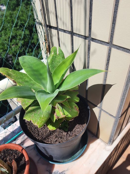 Plantas  com vaso a 8€ cada