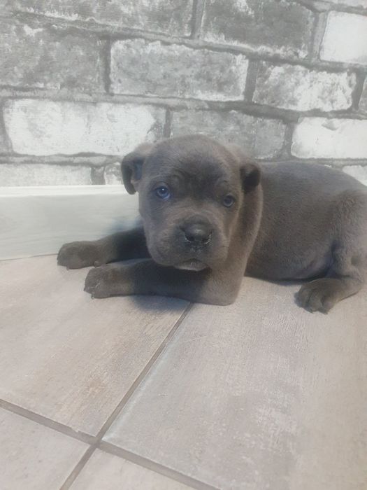 Цуценята кане корсо