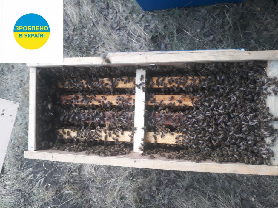 Бджолопакети, пчелопакет