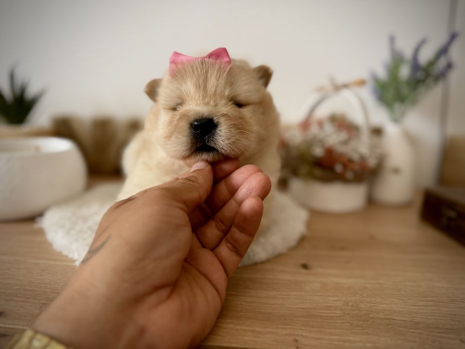 Menina chow chow fofinha