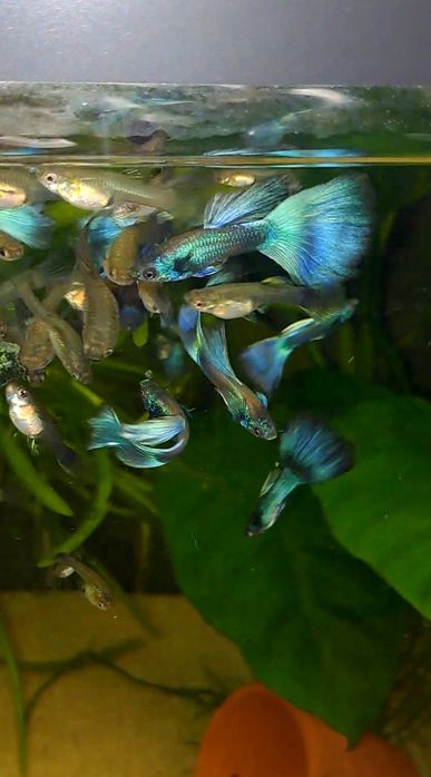 Casais moscow green +oferta plantas