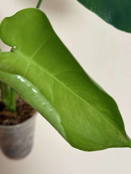 Promocja - Monstera NOID i inne monstery