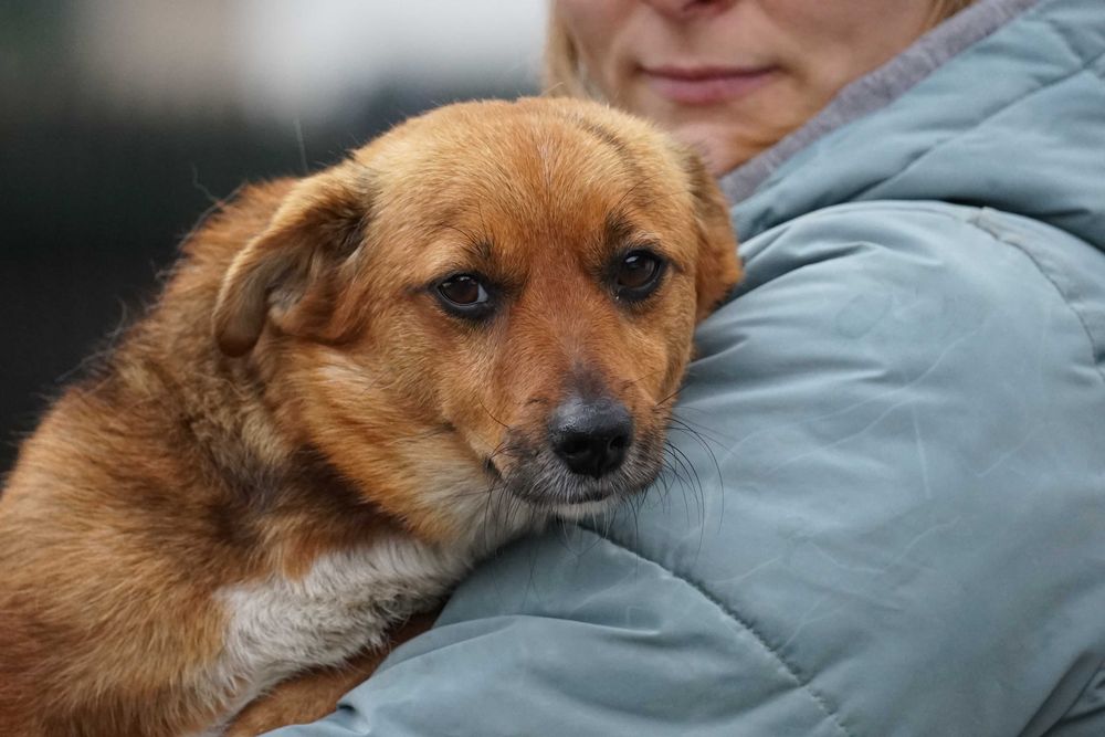 Blusia - mała, ruda sunia szuka domu