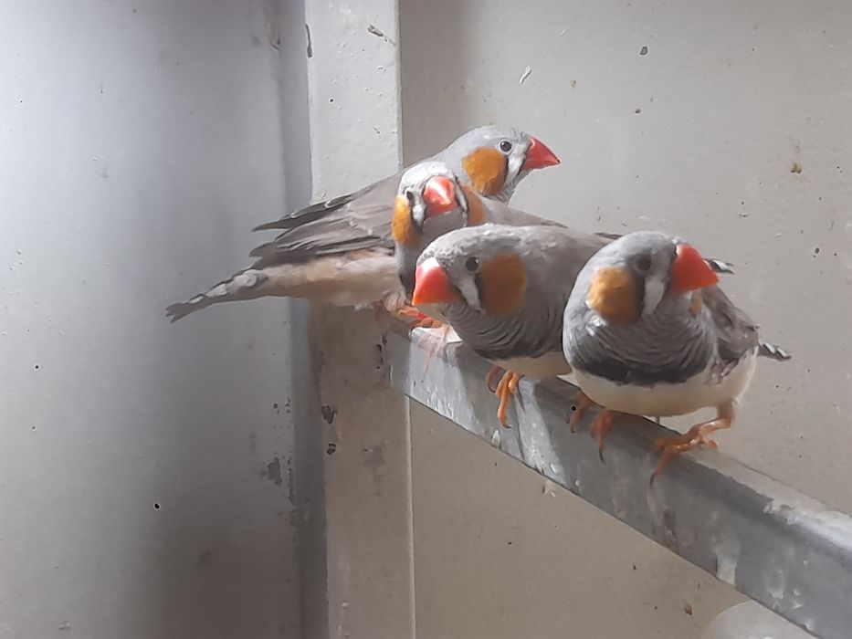 Mandarins para cedência