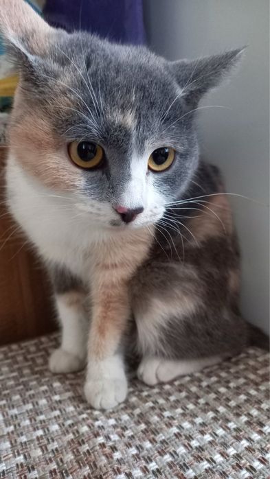 Ця ніжна кішечка дуже шукає свій дім