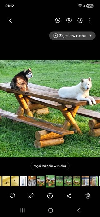 Husky Syberian szczeniak rodowód