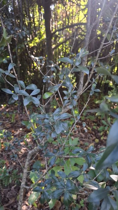3 oliveiras . Galega