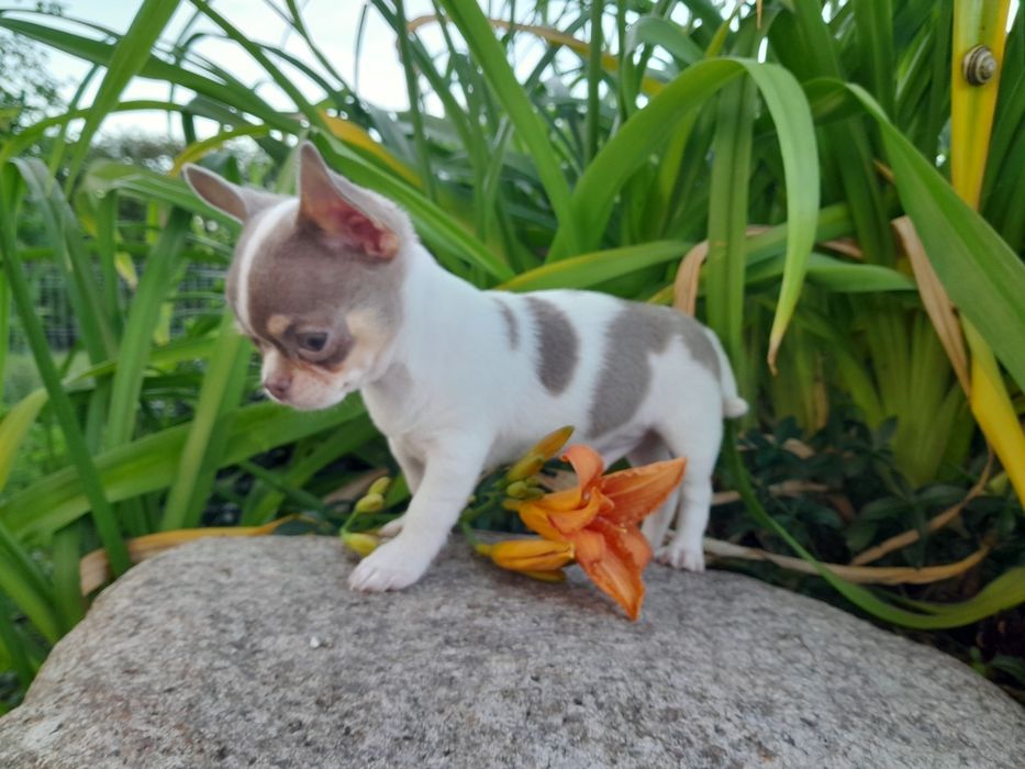 Chihuahua piesek