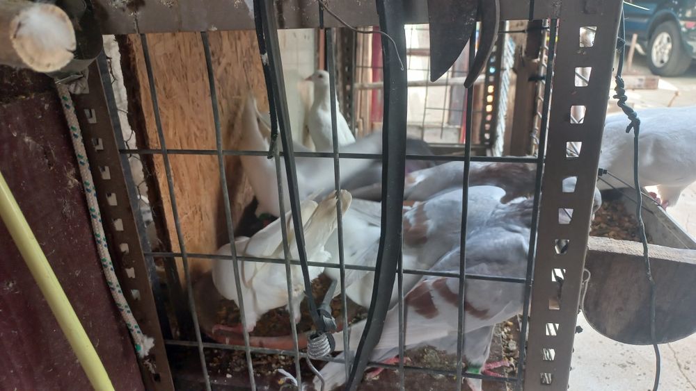 Vendo pombos de varias raças