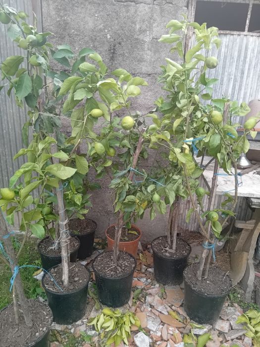 Limoeiro com Fruto 4 Estações