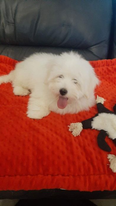 Cudowny Coton de tulear FCI