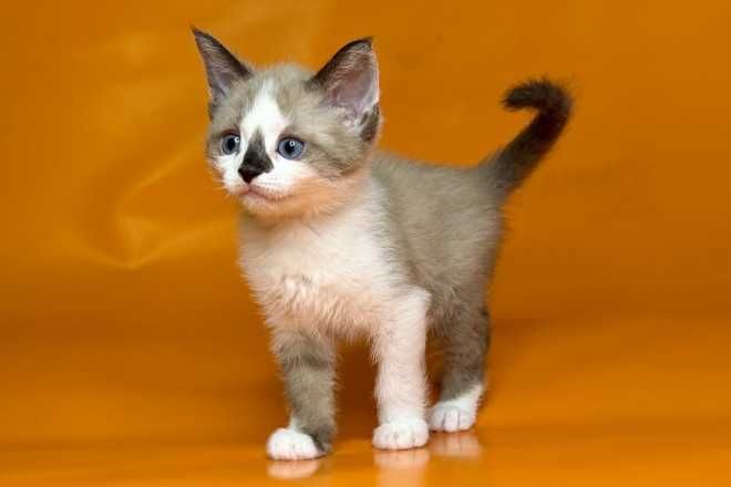 Кошенята, "шиншили", "чеширські коти" та інші
