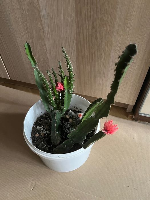 kaktus wiszcy - Dom i Ogrd - wszystko dla domu | OLX