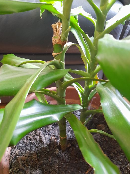 Dracaena grande em vaso grande