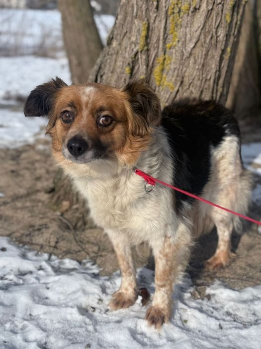 Malutka Piri nieśmiało rozgląda się za domem stałym