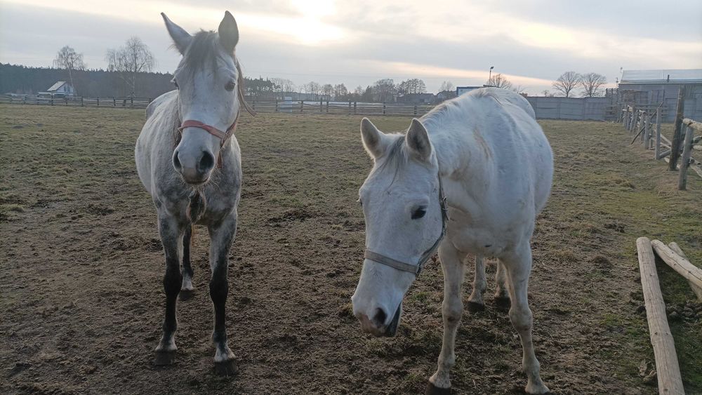 Konie rasy Shagya-arab 6 i 8 lat wałachy