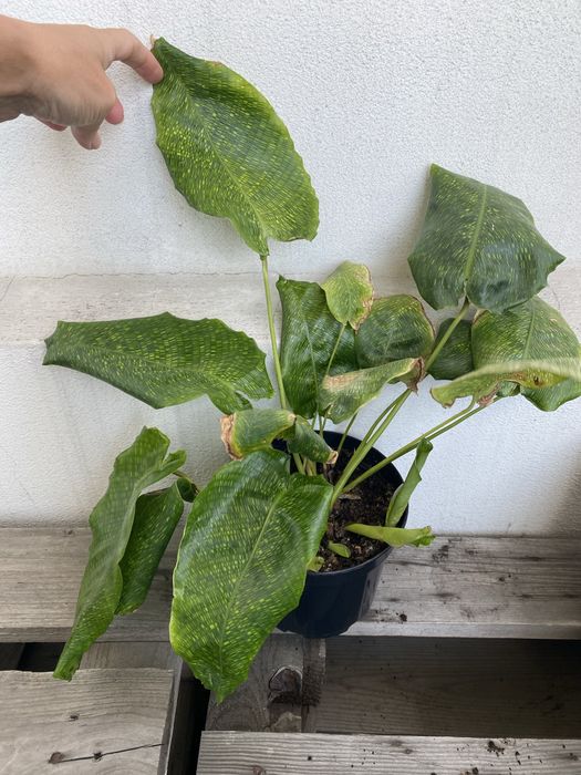 Calathea network