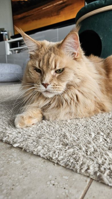 Kotka Maine Coon