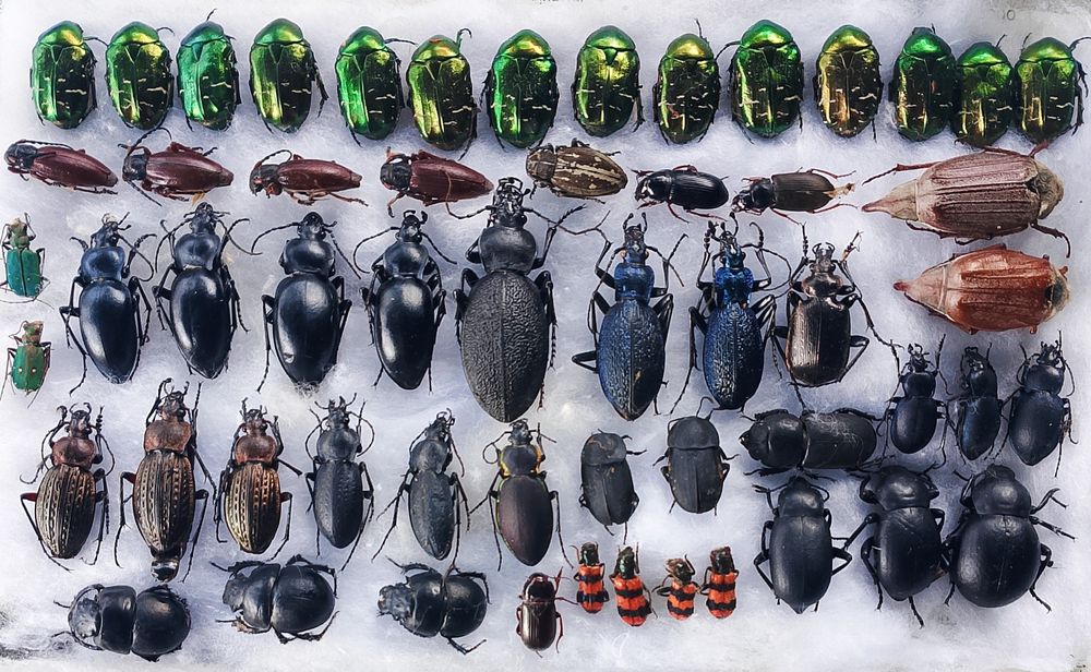 Жуки для коллекции