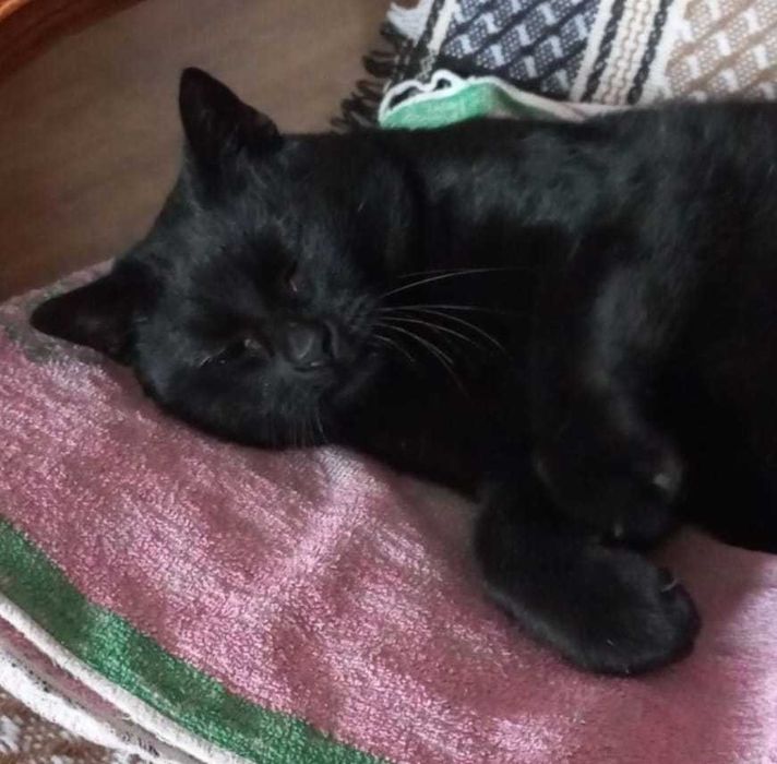 WALDUŚ został porzucony w lesie