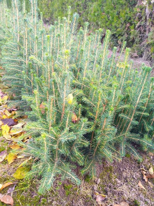 Sadzonki drzew leśnych