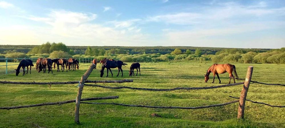 Постій коней та оренда денників у КСК «Юкон» (Харків)