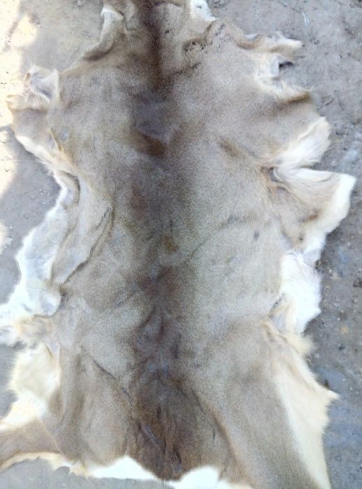 Вичинка хутра, фарбування