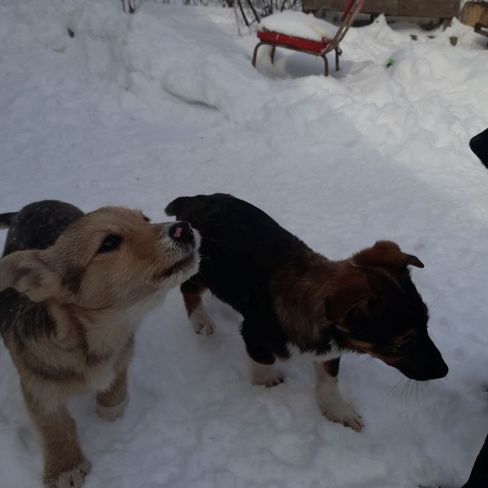 Цуценята в добрі руки