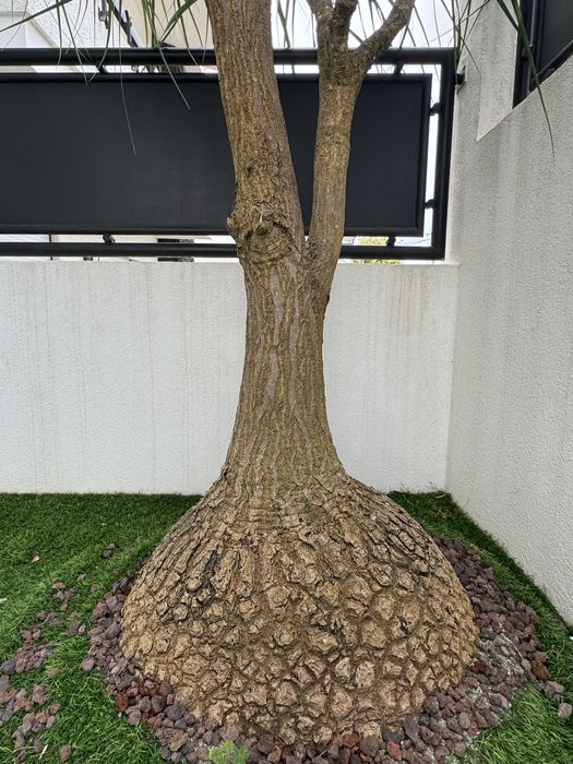 Planta pata de elefante