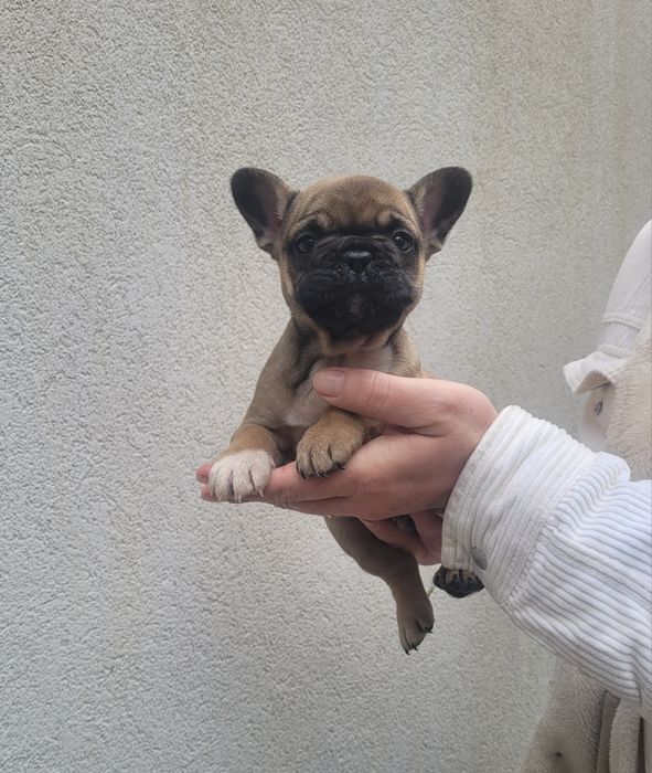 Bulldog francês macho