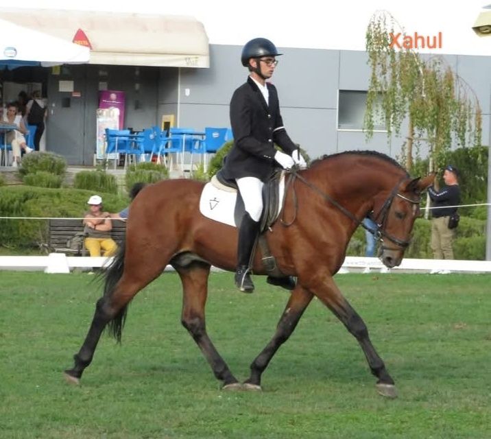 Garanhão lusitano pontuado