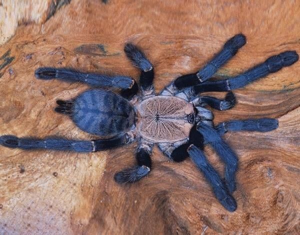 Phormingochilus (ex.Cyriopagopus] sp. hatihati L3/4
