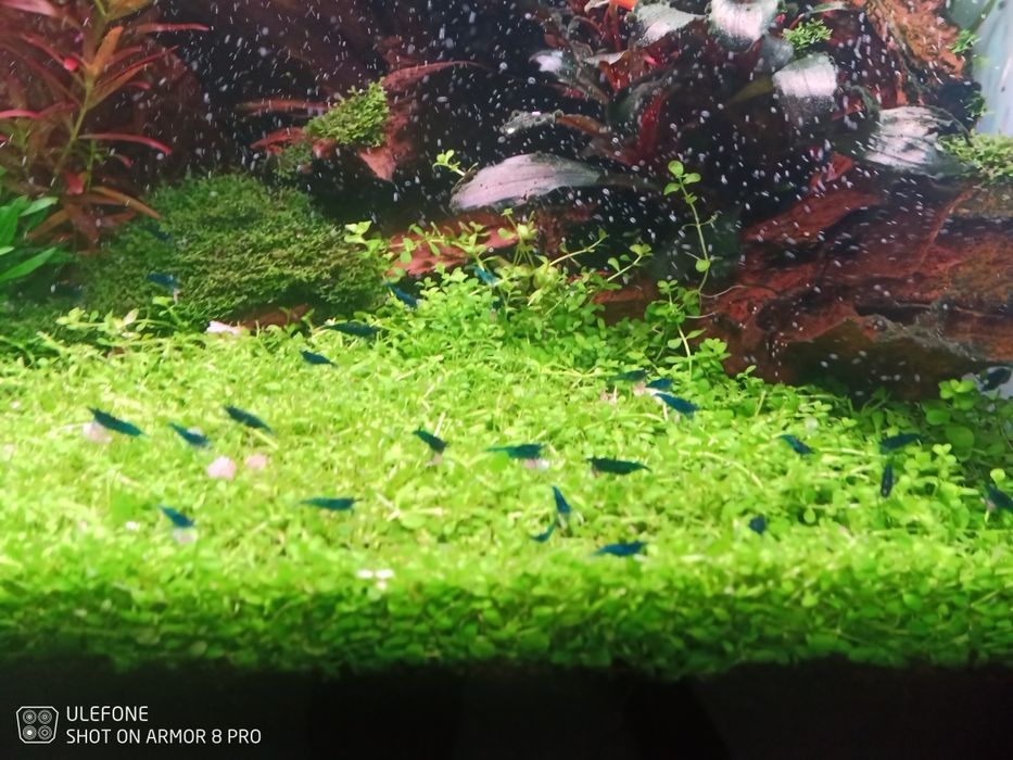 Camarão néocaridina Blue dream