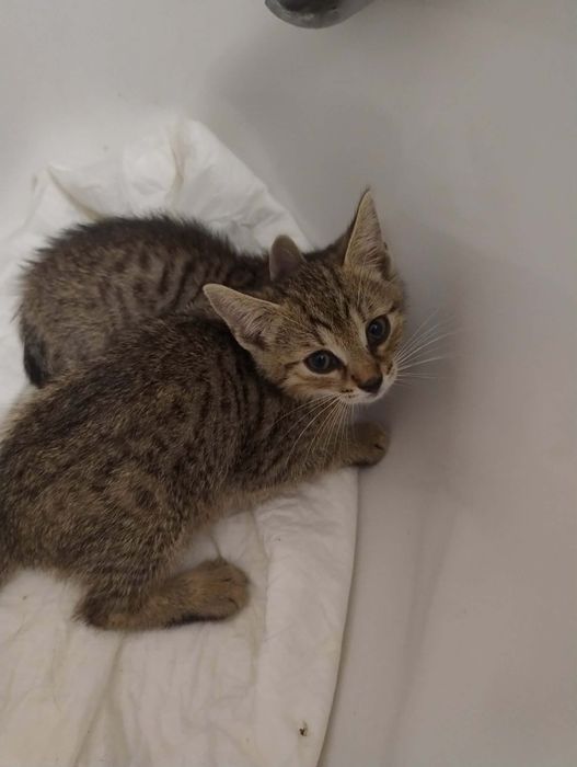 Dwóch braci do adopcji. Oddam kota. Koty za darmo.
