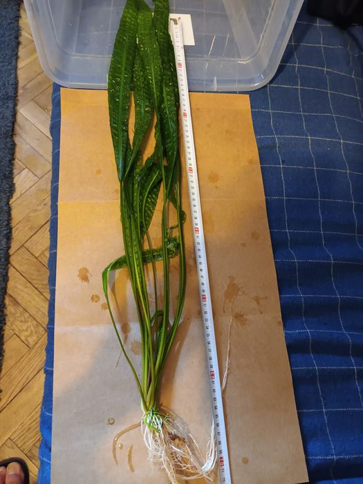 Kryptokoryna karbowana 60 cm