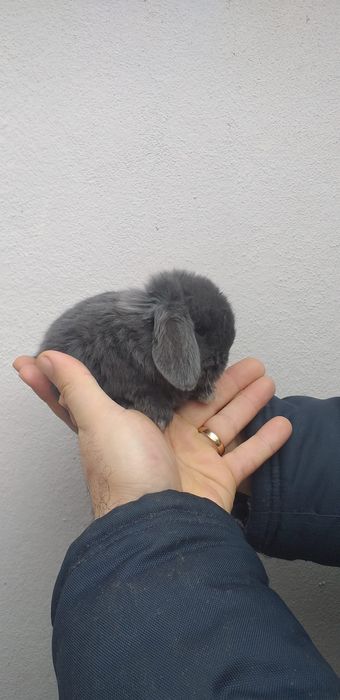 Kit Coelhinhos anões mini lop belier/orelhudos puros