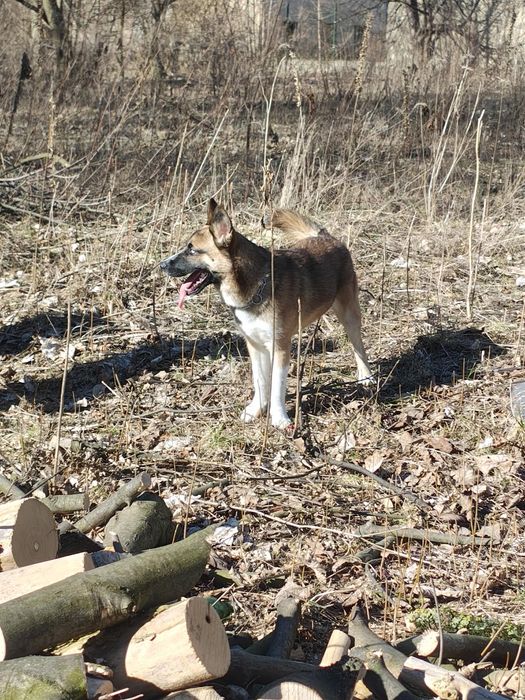 7 miesięczny piesek