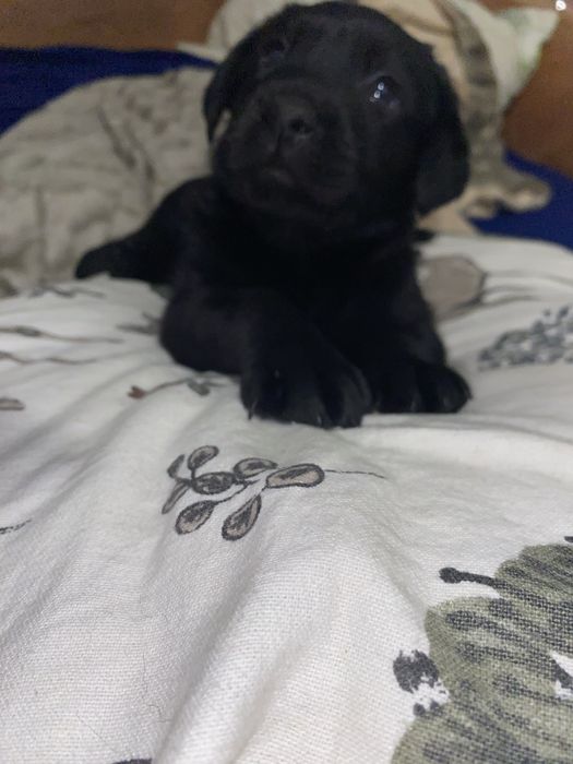 Цуценя лабрадора