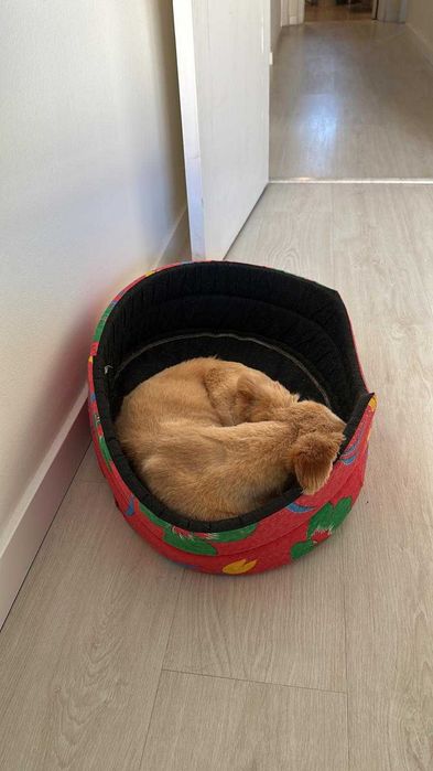 Dog Sitting, Day Care & Dog Walking — Almada, Cacilhas & Lisbon