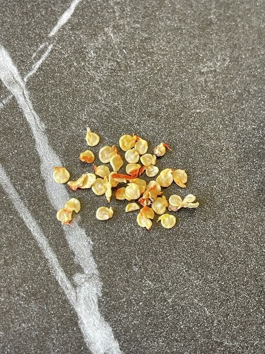 Nasiona Carolina Repaer Papryczka Ostra Seeds