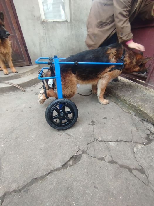 Інвалідний візок для вівчарки лабрадора великої собаки. Виготовлення