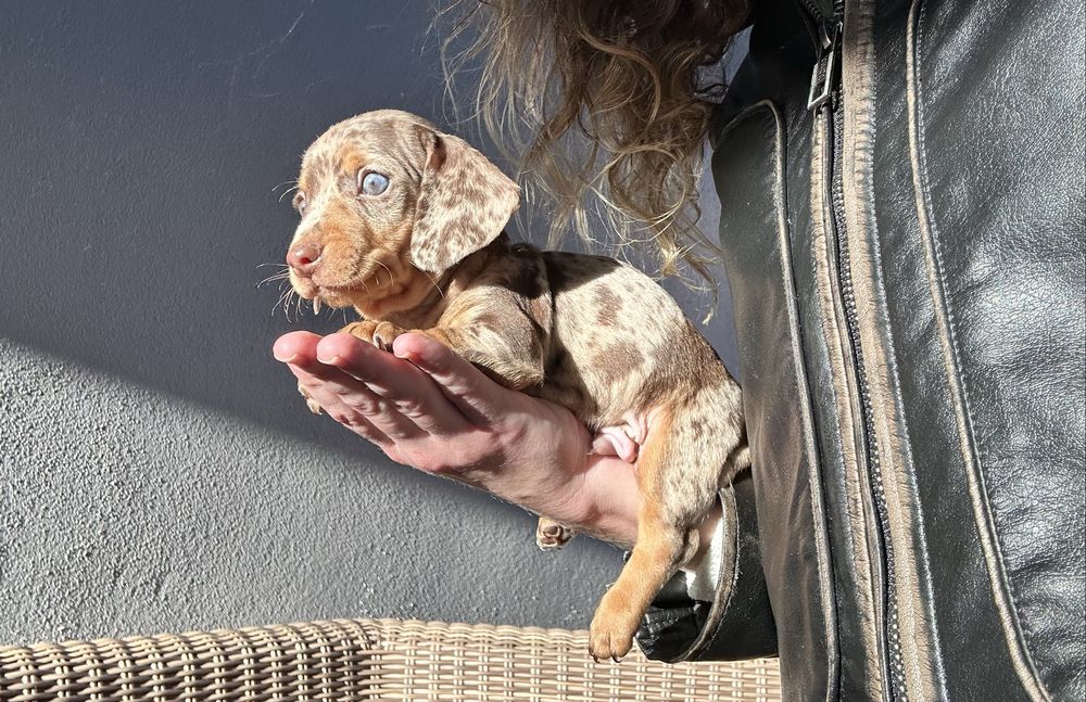 Teckel  kaninchen arlequim chocolate de olhos azuis