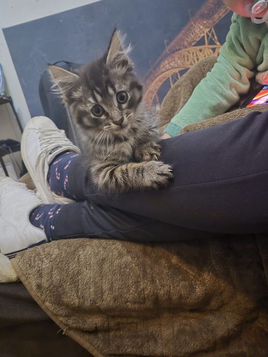 gatinho dos bosques