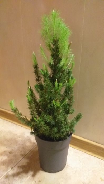 Ель Коника канадская.